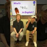 『たくさんのセミが鳴いている』は英語で何？ 初心者向け英語ボキャブラリー 英単語 英会話アシュフォート #Shorts #英検 #TOEIC #ビジネス英語 #時事英語