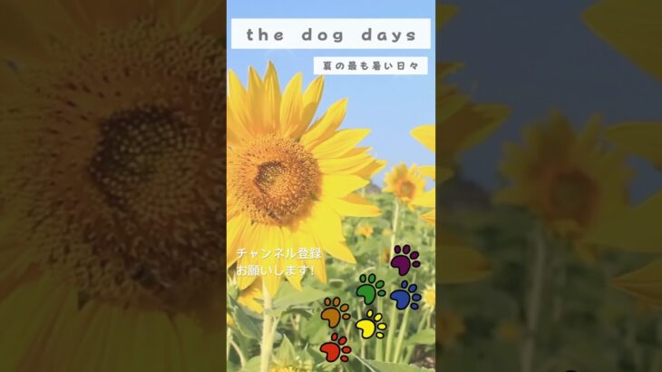 【英語慣用句】「the dog days / 夏の最も暑い日々」#toeic #英会話 #英文法  #英検 #英語学習 #英検 #英語慣用句