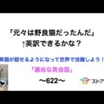 適当な英会話〜622〜「元々は野良猫だったんだ」←英訳できますか？